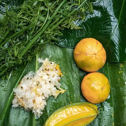 Rainforest Foraging: May, June, July Classes