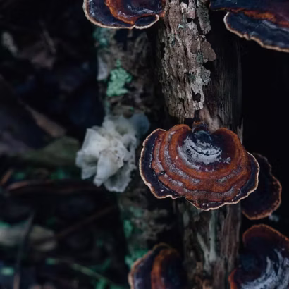 Wild Food & Mushroom ID: April & May Classes