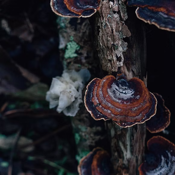 Wild Food & Mushroom ID: April & May Classes