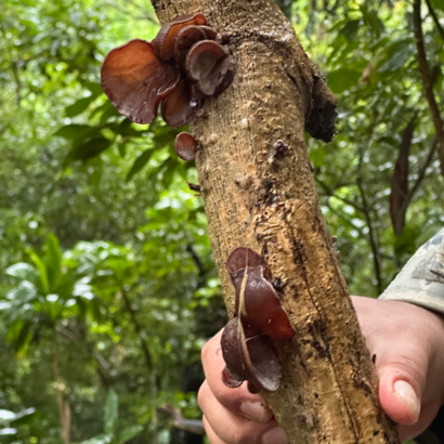 Kauai Wild Food & Mushroom ID: April Classes
