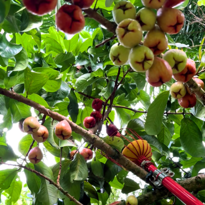 Mountain Apple Foraging & Cooking Class, May and June