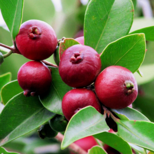 Strawberry Guava Foraging & Cooking Class, July
