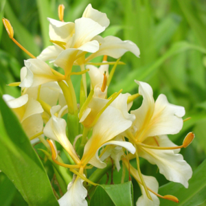 Wild Ginger Foraging & Cooking Class, June and July
